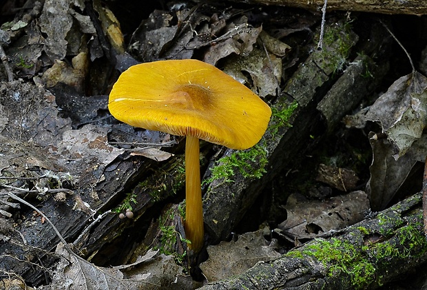 štítovka žltá Pluteus leoninus (Schaeff.) P. Kumm.