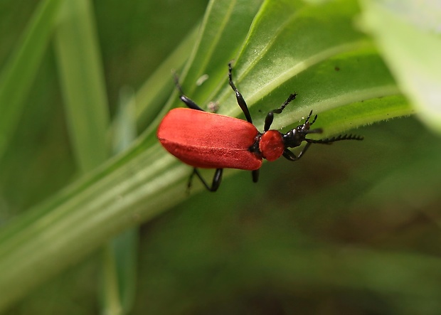 červenáčik ohnivý Pyrochroa coccinea