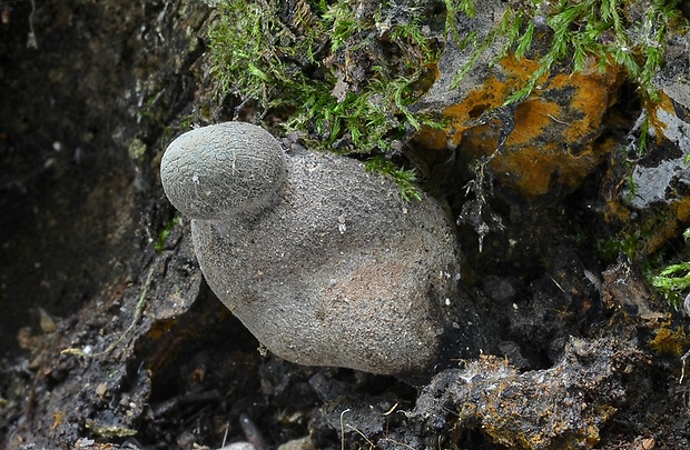 drevnatec Xylaria sp.