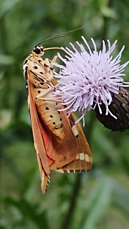 spriadač kostihojový  Euplagia quadripunctaria