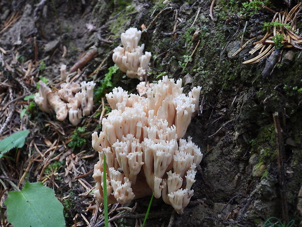 korunovec svietnikovitý Artomyces pyxidatus (Pers.) Jülich