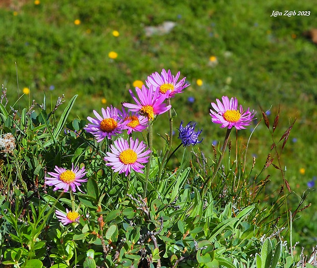 astra alpínska Aster alpinus L.