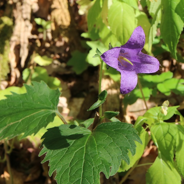 zvonček pŕhľavolistý Campanula trachelium L.