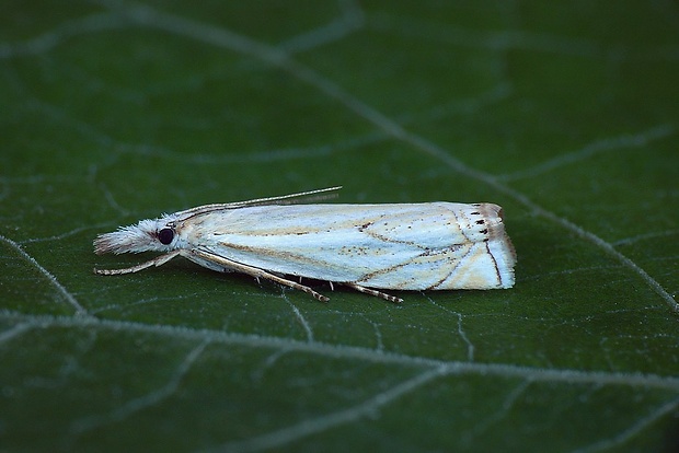 trávovec lúčny (sk) / travařík obecný (cz) Crambus lathoniellus (Zincken, 1817)