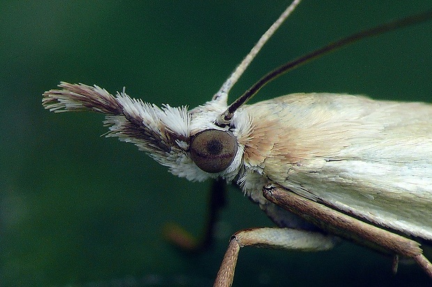 trávovec perleťový (sk) / travařík perleťový (cz) Crambus perlella (Scopoli, 1763)