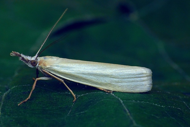 trávovec perleťový (sk) / travařík perleťový (cz) Crambus perlella (Scopoli, 1763)