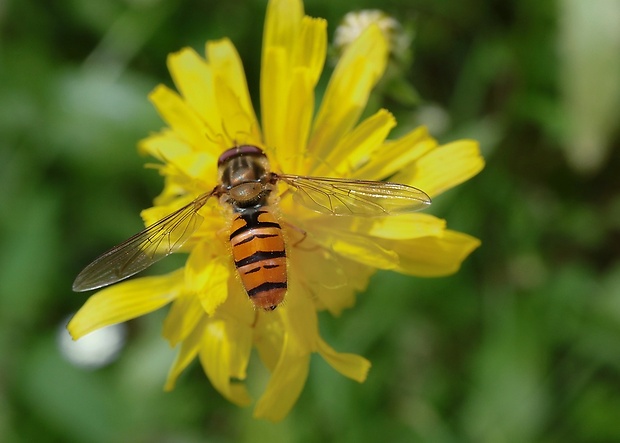 pestrica pruhovaná Episyrphus balteatus