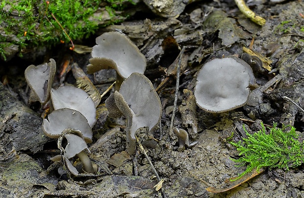 chriapač Helvella fibrosa (Wallr.) Korf