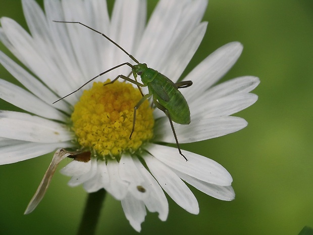 bzdôška Lygocoris pabulinus (Linnaeus, 1761)