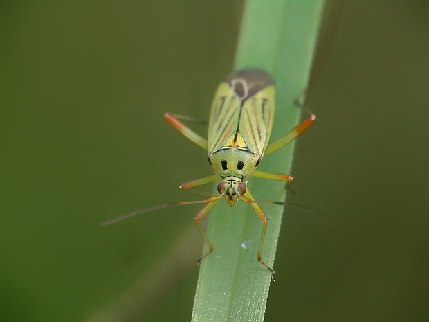 bzdôška Mermitelocerus schmidtii