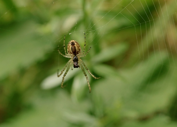 križiak obyčajný Araneus diadematus