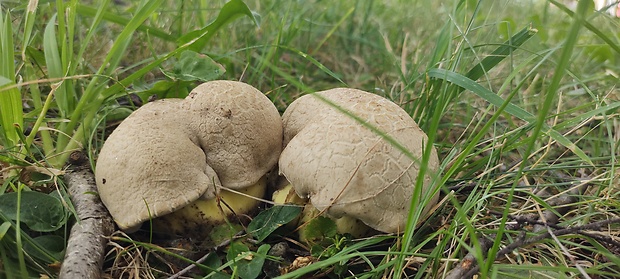 hríb horký Caloboletus radicans (Pers.) Vizzini