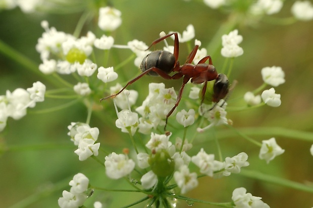 mravec horský Camponotus herculeanus