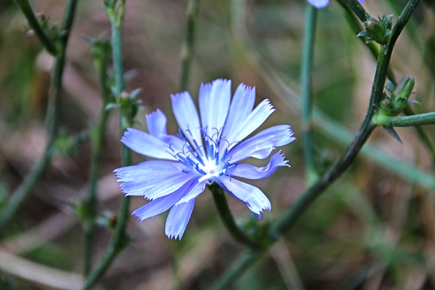 čakanka obyčajná Cichorium intybus L.