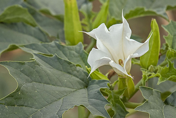 durman obyčajný Datura stramonium L.