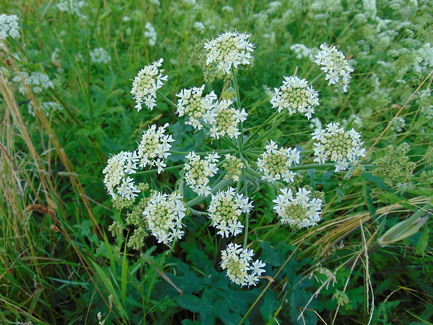 boľševník borščový Heracleum sphondylium L.