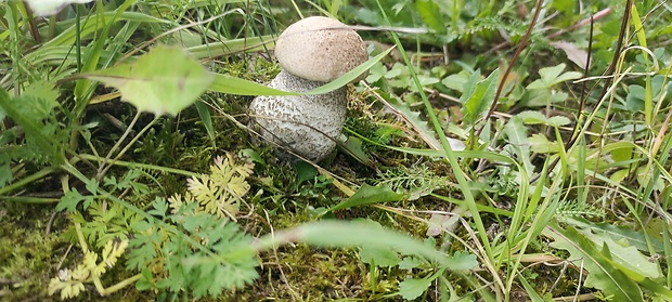 kozák Leccinum sp.