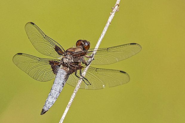 vážka ploská ♂ Libellula depressa Linnaeus, 1758