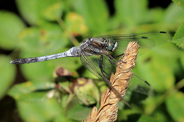 vážka ♂ Orthetrum albistylum Sélys, 1844