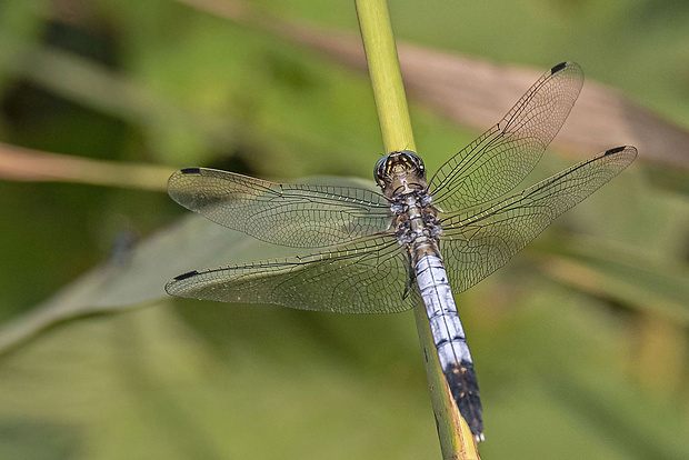 vážka ♂ Orthetrum albistylum Sélys, 1844