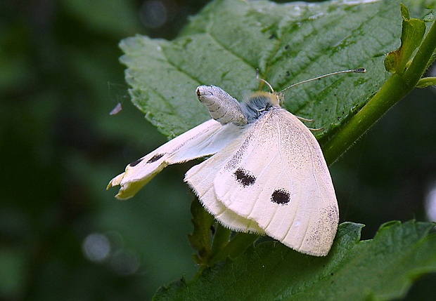 mlynárik repový Pieris rapae