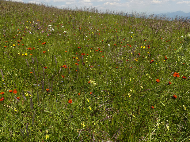 chlpánik oranžový - biotop Pilosella aurantiaca (L.) F. W. Schultz et Sch. Bip.