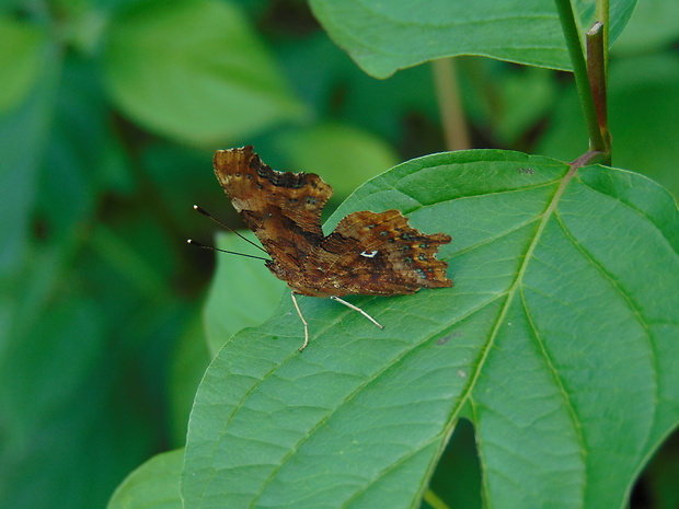 babôčka zubatokrídla  Polygonia c-album Lynnaeus