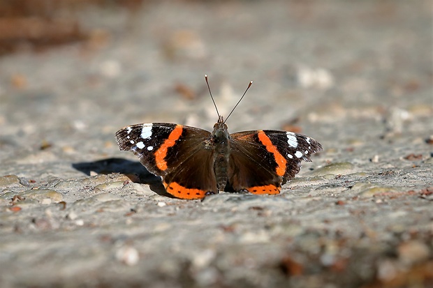 babôčka admirálska Vanessa atalanta