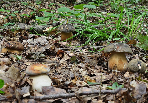 hríb bronzový Boletus aereus Bull. ex Fr.