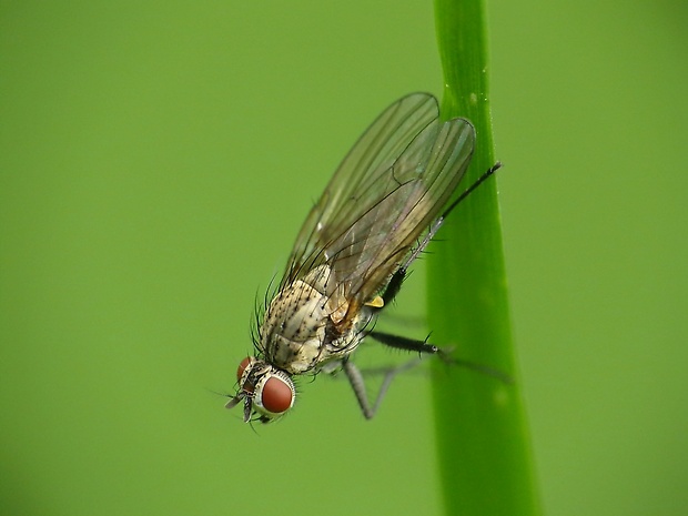 kvetárka ♀ Botanophila fugax  (Meigen, 1826)