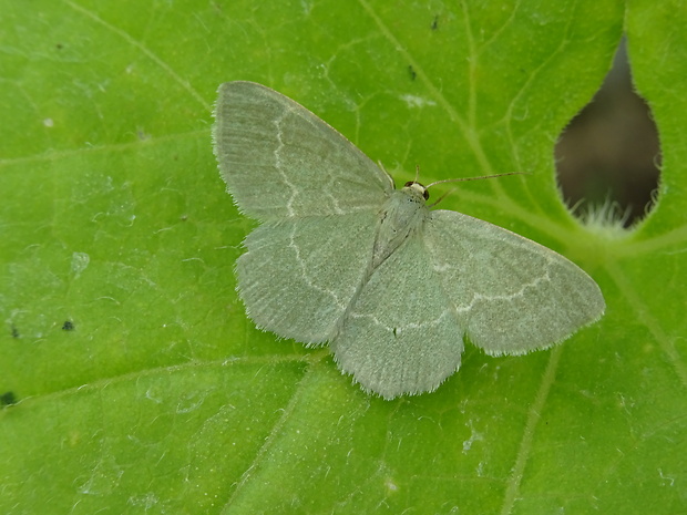 piadivka černicová Chlorissa cloraria