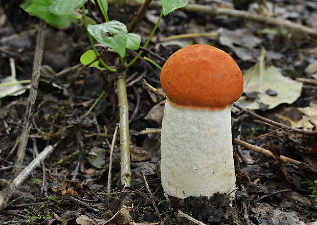 kozák osikový Leccinum albostipitatum den Bakker & Noordel.