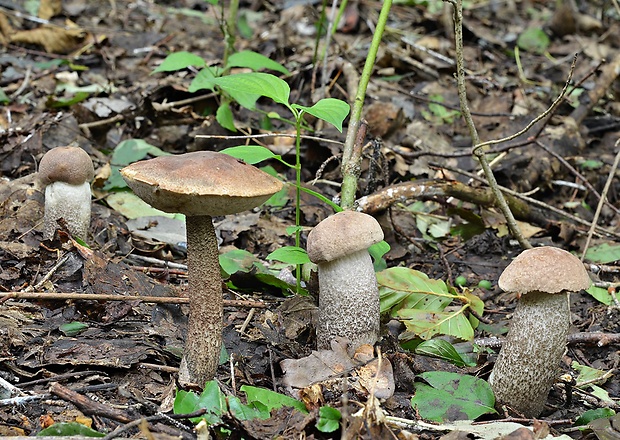 kozák topoľový Leccinum duriusculum (Schulzer ex Kalchbr.) Singer