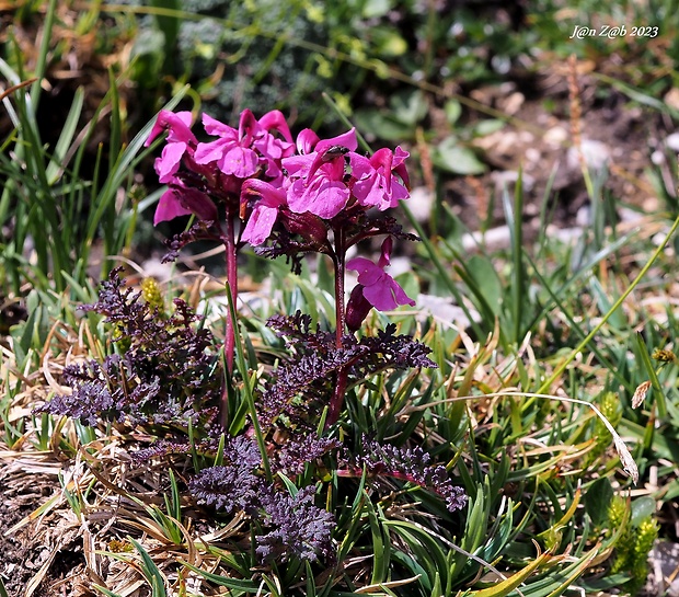 všivec Pedicularis rostratocapitata Crantz