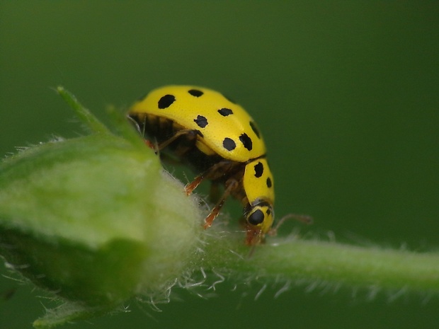 lienka múčnatá Psyllobora vigintiduopunctata