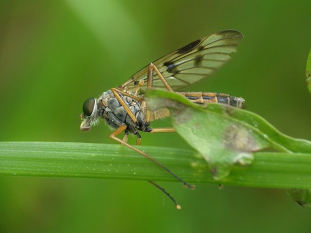 strehúň srpicový  Rhagio scolopaceus