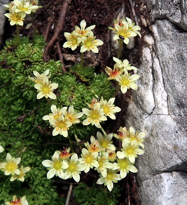 lomikameň pižmový Saxifraga moschata Wulfen