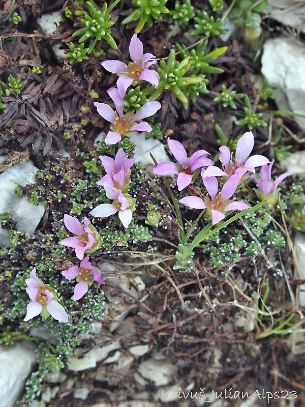 lomikameň protistojnolistý Saxifraga oppositifolia L.