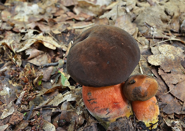 hríb zrnitohlúbikový Sutorius luridiformis (Rostk.) G. Wu & Zhu L. Yang