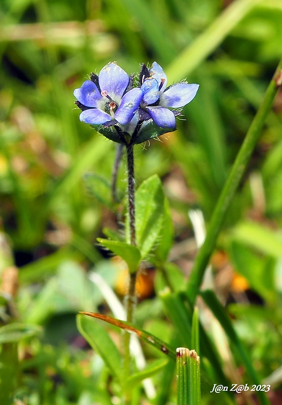 veronika alpínska Veronica alpina L.