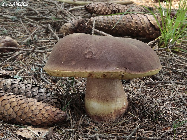 hríb sosnový Boletus pinophilus Pil. et Dermek in Pil.