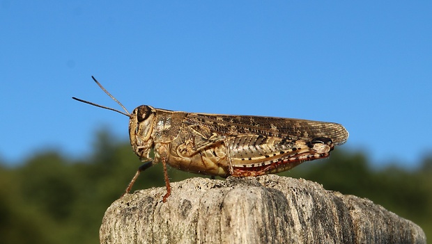 koník ružovokrídly Calliptamus italicus