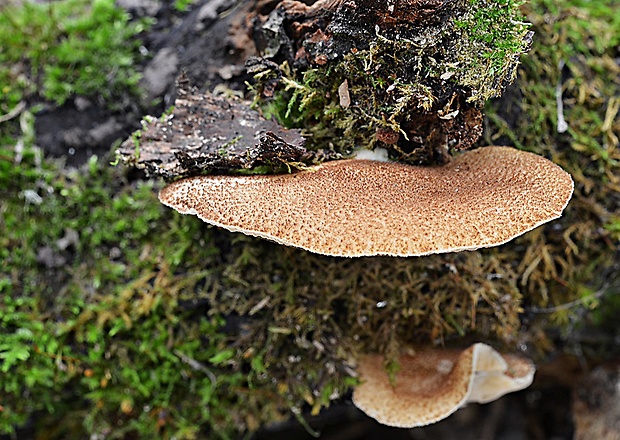 pahliva šafranová Crepidotus crocophyllus (Berk.) Sacc.