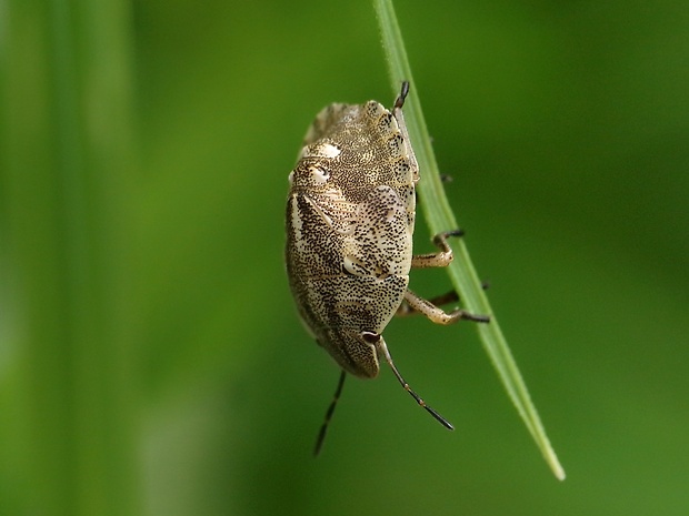 bzdocha Eurygaster testudinaria