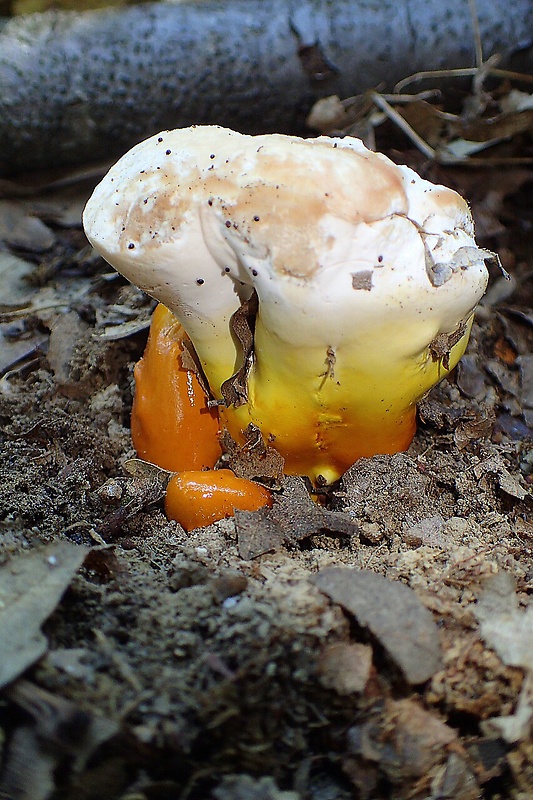 lesklokôrovka obyčajná Ganoderma lucidum (Curtis) P. Karst.