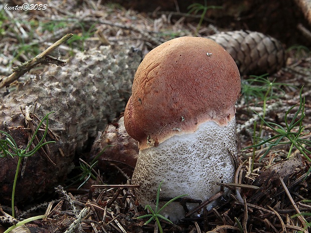 kozák smrekový Leccinum piceinum Pilát & Dermek