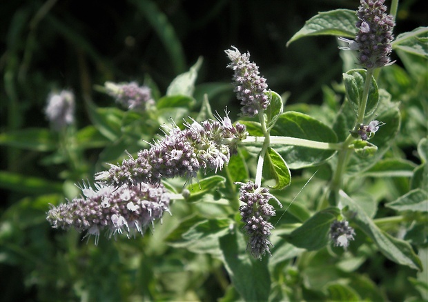 mäta dlholistá Mentha longifolia (L.) L.