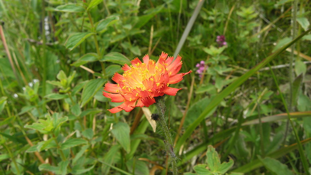 chlpánik oranžový Pilosella aurantiaca (L.) F. W. Schultz et Sch. Bip.