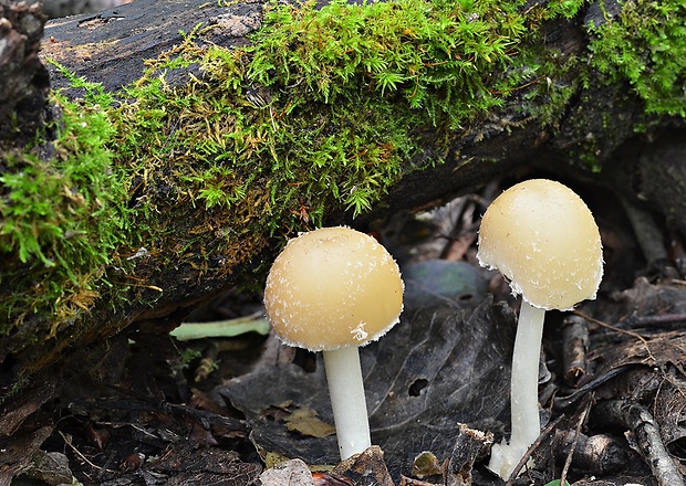 drobuľka Candolleova Psathyrella candolleana (Fr.) Maire