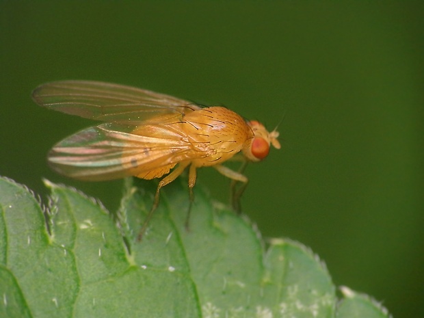 tieňovka Sapromyza sexpunctata